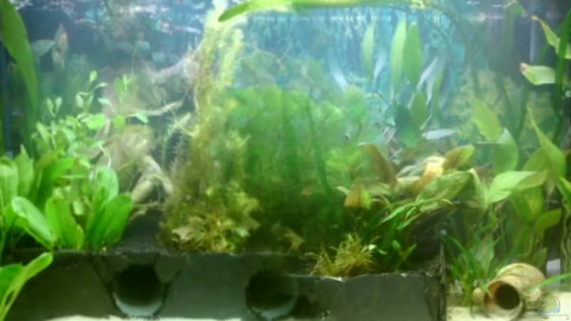 Aquarium Hauptansicht von Becken 13627 Aquarium Hauptansicht von Becken 13627