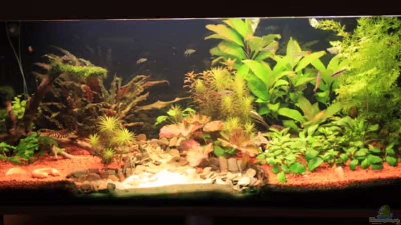 Aquarium Hauptansicht von Becken 13628 Aquarium Hauptansicht von Becken 13628