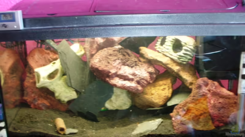 Aquarium Hauptansicht von Becken 13651 Aquarium Hauptansicht von Becken 13651