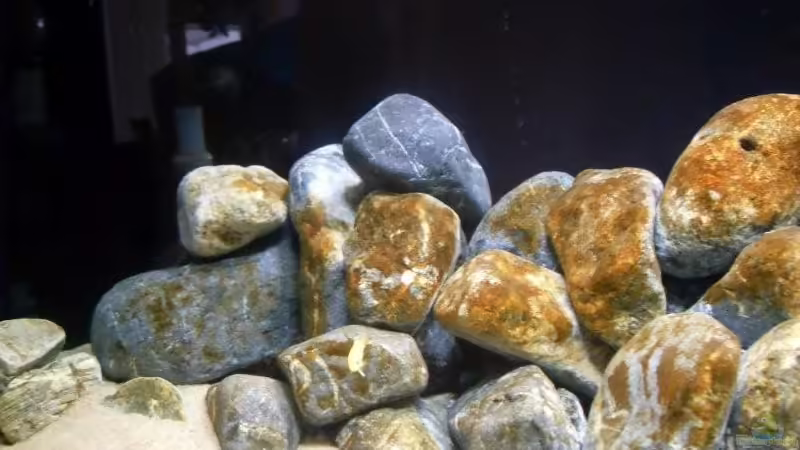 Aquarium Hauptansicht von Becken 13694 Aquarium Hauptansicht von Becken 13694