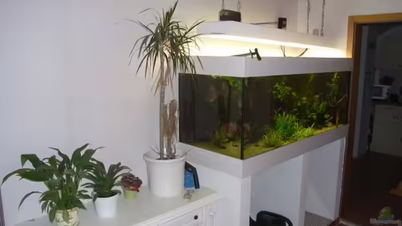 Aquarium Hauptansicht von Becken 13702 Aquarium Hauptansicht von Becken 13702