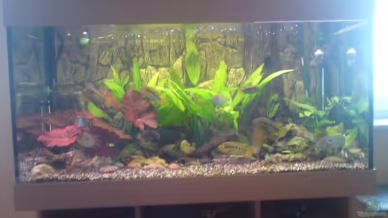 Aquarium Hauptansicht von Becken 13725 Aquarium Hauptansicht von Becken 13725