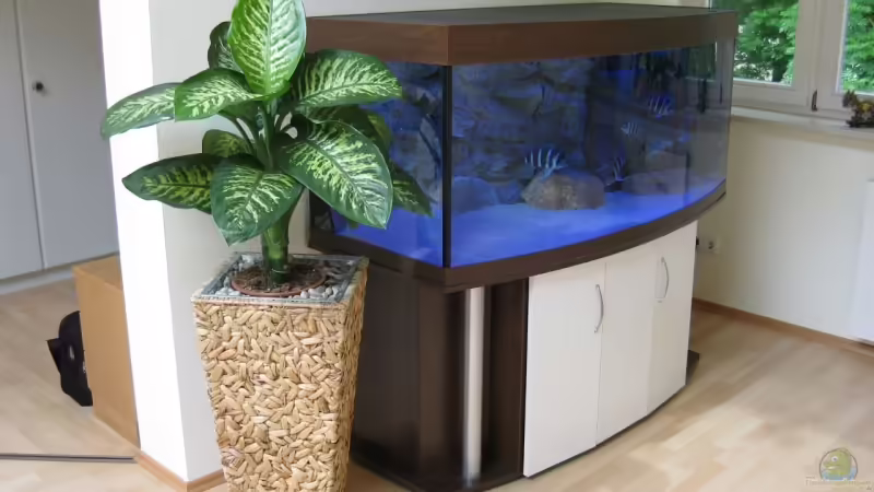Aquarium Hauptansicht von Becken 13738 - Aquarium Hauptansicht von Becken 13738 -