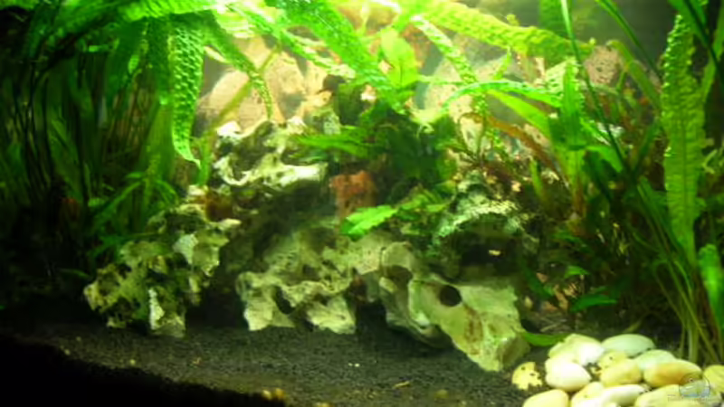 Aquarium Hauptansicht von Becken 1374 Aquarium Hauptansicht von Becken 1374