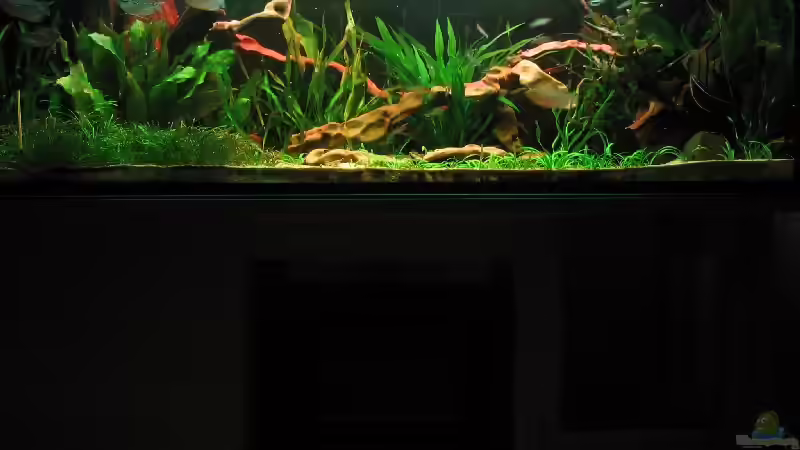 Aquarium Hauptansicht von Becken 1377 Aquarium Hauptansicht von Becken 1377