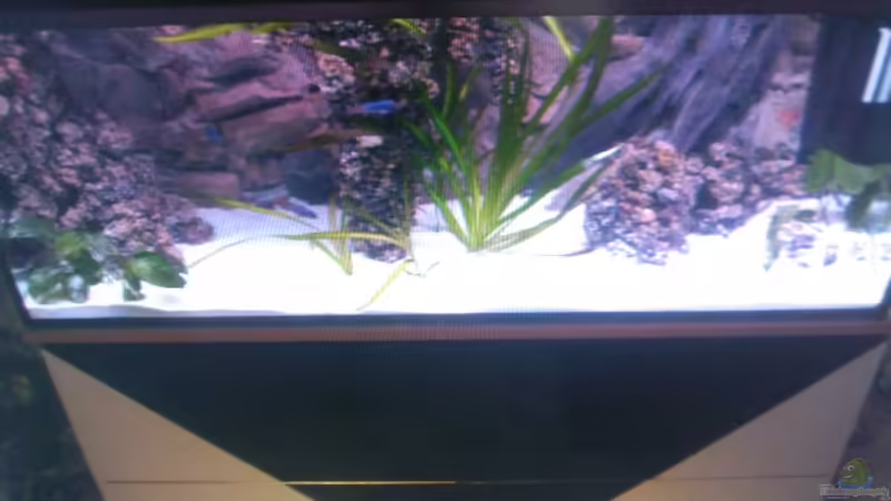 Aquarium Hauptansicht von Becken 13770 Aquarium Hauptansicht von Becken 13770