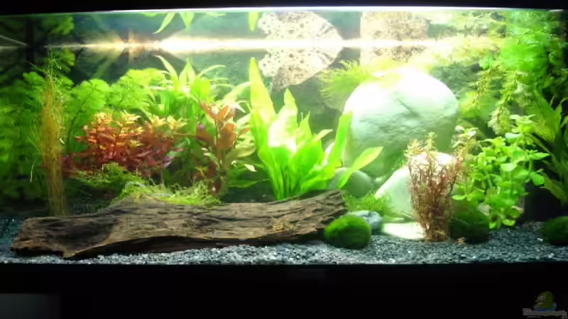 Aquarium Hauptansicht von Becken 13821 Aquarium Hauptansicht von Becken 13821