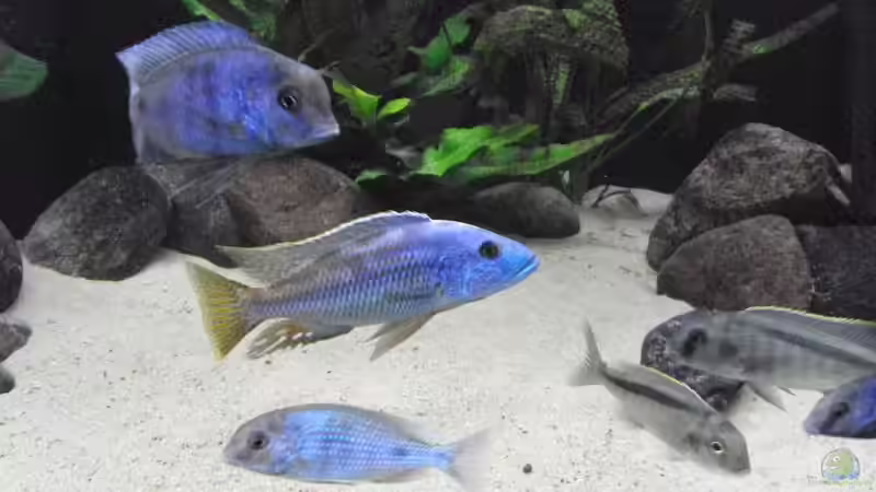 Aquarium Hauptansicht von Becken 13826 Aquarium Hauptansicht von Becken 13826