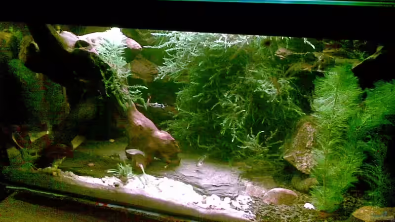 Aquarium Hauptansicht von Becken 13850 Aquarium Hauptansicht von Becken 13850