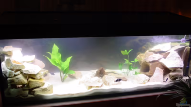 Aquarium Hauptansicht von Becken 1395 Aquarium Hauptansicht von Becken 1395