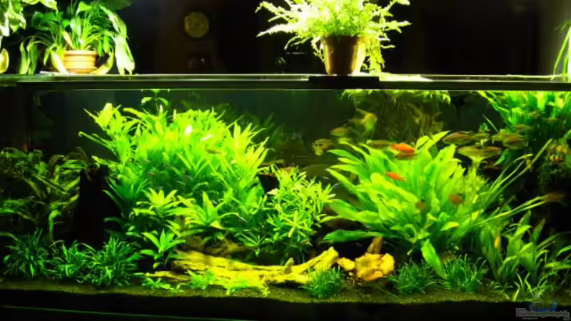 Aquarium Hauptansicht von Becken 1399 Aquarium Hauptansicht von Becken 1399