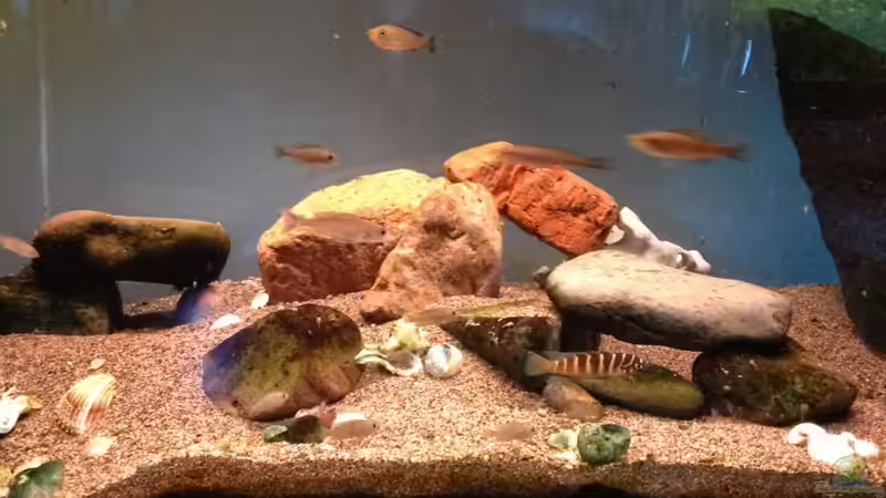 Aquarium Hauptansicht von Becken 13999 Aquarium Hauptansicht von Becken 13999