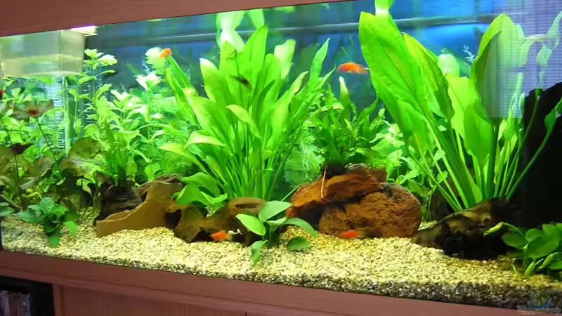 Aquarium Hauptansicht von Becken 1401 Aquarium Hauptansicht von Becken 1401