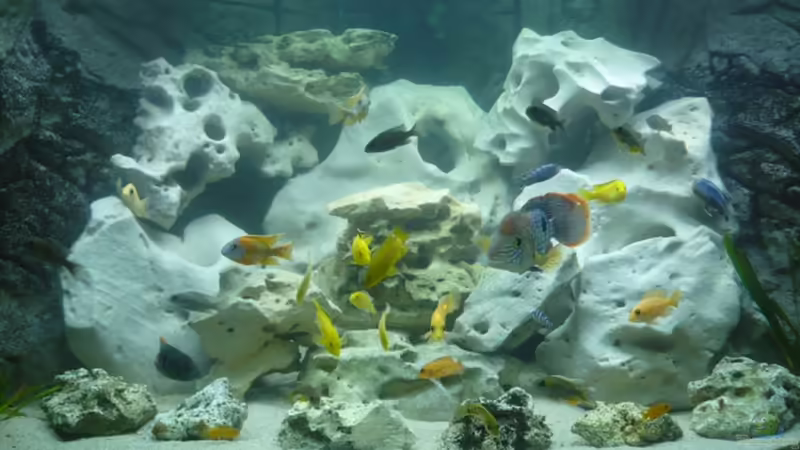 Aquarium Hauptansicht von Becken 14067 Aquarium Hauptansicht von Becken 14067