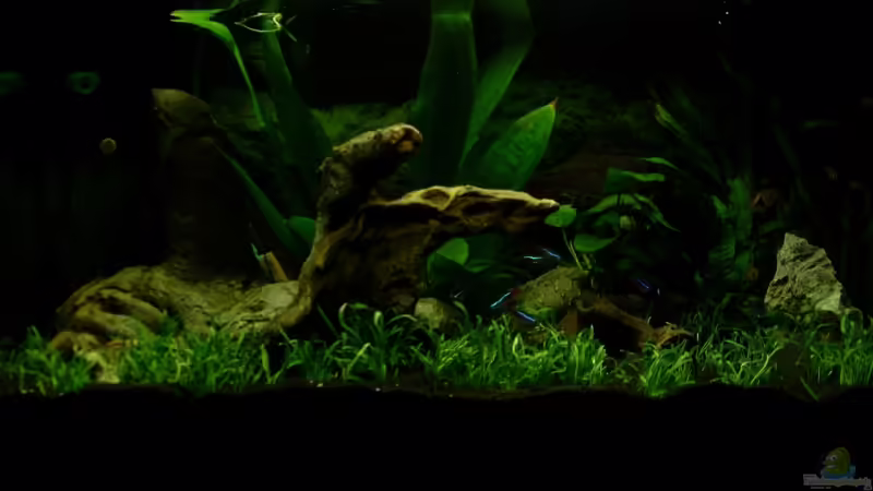 Aquarium Hauptansicht von Becken 14108 Aquarium Hauptansicht von Becken 14108