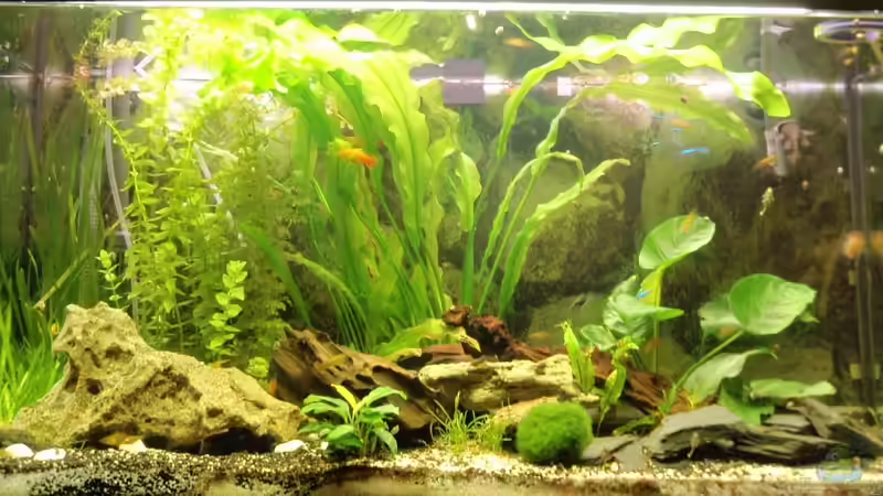 Aquarium Hauptansicht von Becken 14130 Aquarium Hauptansicht von Becken 14130