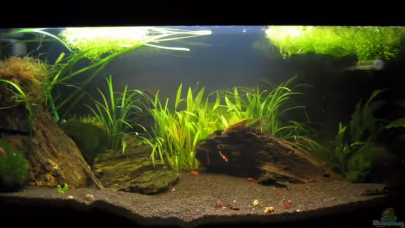 Aquarium Hauptansicht von Becken 14168 Aquarium Hauptansicht von Becken 14168