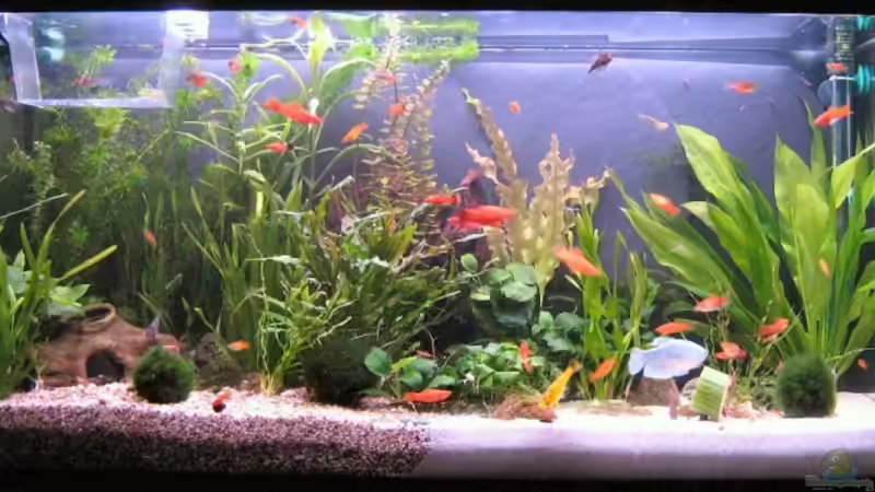 Aquarium Hauptansicht von Becken 14212 Aquarium Hauptansicht von Becken 14212