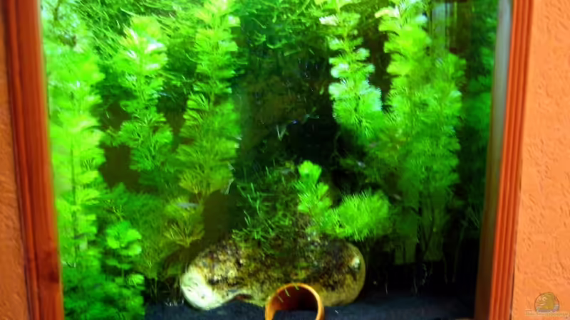 Aquarium Hauptansicht von Becken 14216 Aquarium Hauptansicht von Becken 14216