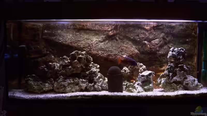 Aquarium Hauptansicht von Becken 1425 Aquarium Hauptansicht von Becken 1425