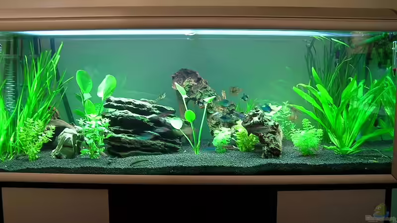 Aquarium Hauptansicht von Becken 1427 Aquarium Hauptansicht von Becken 1427