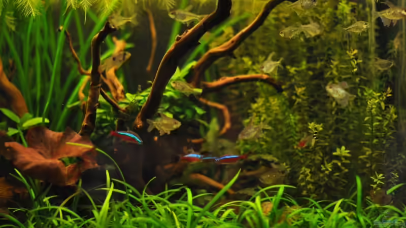 Aquarium Hauptansicht von Becken 14342 Aquarium Hauptansicht von Becken 14342