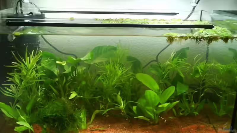 Aquarium Hauptansicht von Becken 14362 Aquarium Hauptansicht von Becken 14362