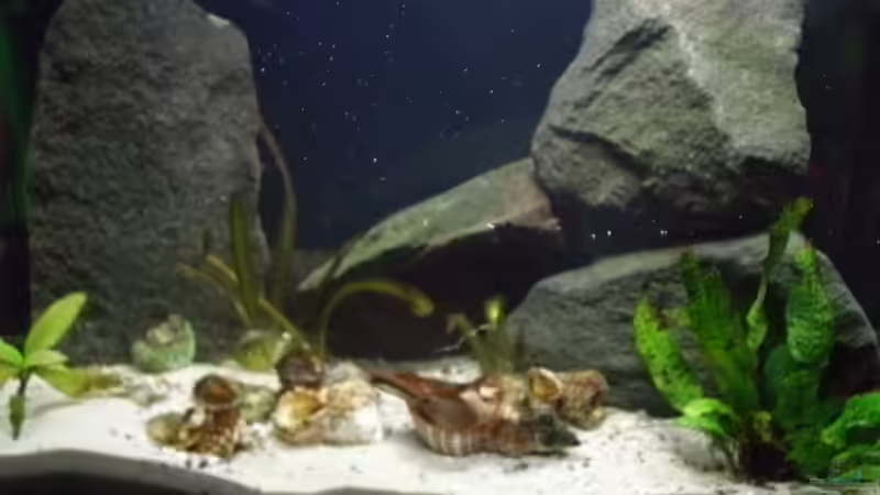 Aquarium Hauptansicht von Becken 14375 Aquarium Hauptansicht von Becken 14375