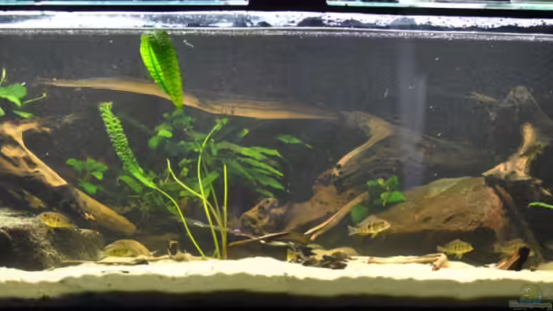 Aquarium Hauptansicht von Becken 14383 Aquarium Hauptansicht von Becken 14383