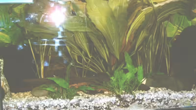 Aquarium Hauptansicht von Becken 1442 Aquarium Hauptansicht von Becken 1442