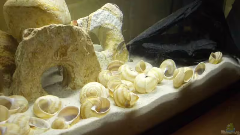 Aquarium Hauptansicht von Becken 1446 Aquarium Hauptansicht von Becken 1446