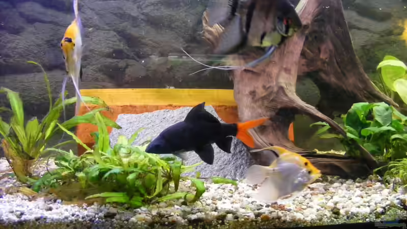 Aquarium Hauptansicht von Becken 14483 Aquarium Hauptansicht von Becken 14483