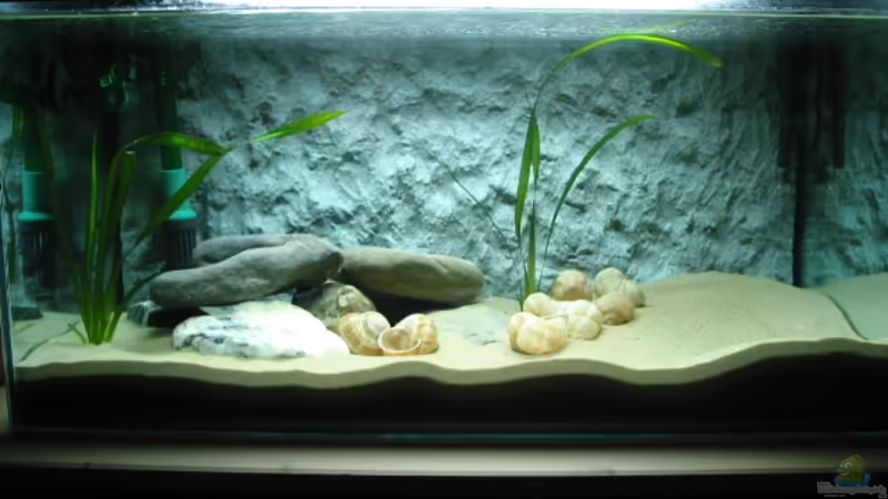 Aquarium Hauptansicht von Becken 1458 Aquarium Hauptansicht von Becken 1458