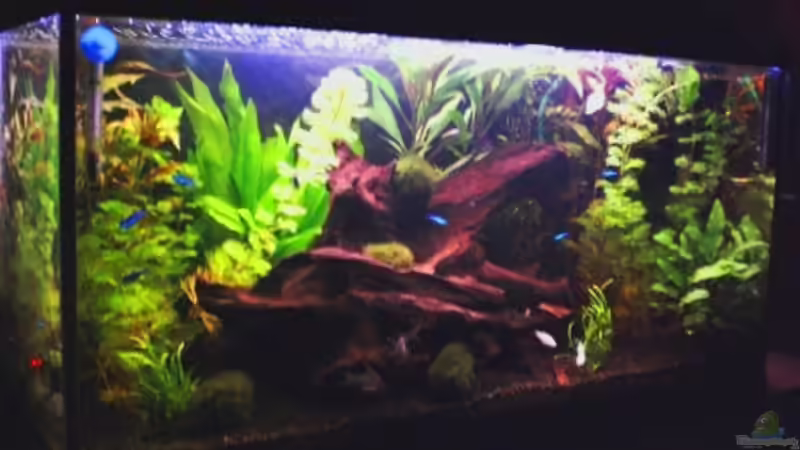 Aquarium Hauptansicht von Becken 14621 Aquarium Hauptansicht von Becken 14621