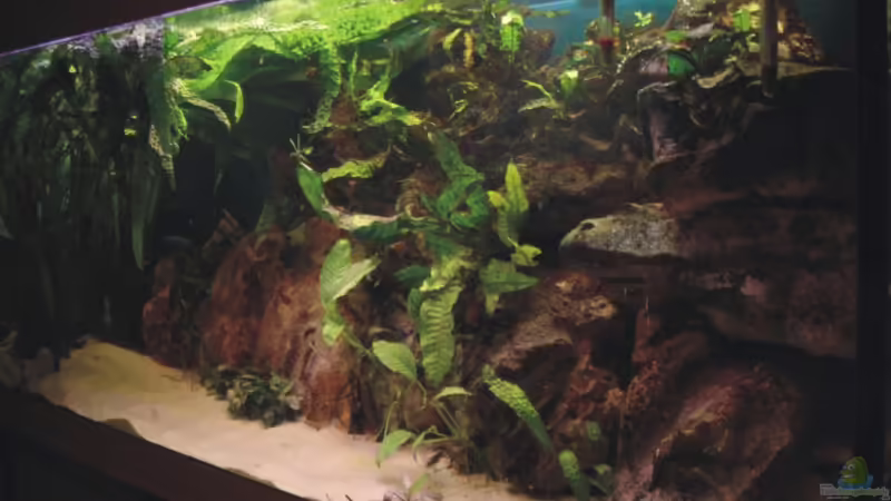 Aquarium Hauptansicht von Becken 1465 Aquarium Hauptansicht von Becken 1465