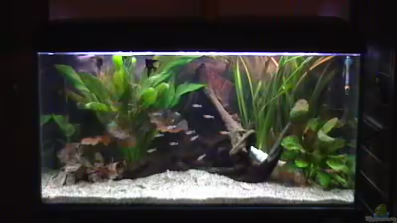 Aquarium Hauptansicht von Becken 14677 Aquarium Hauptansicht von Becken 14677