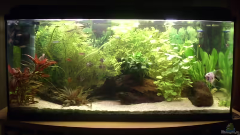 Aquarium Hauptansicht von Becken 14680 Aquarium Hauptansicht von Becken 14680