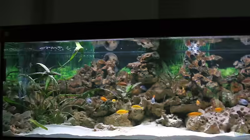 Aquarium Hauptansicht von Becken 1472 Aquarium Hauptansicht von Becken 1472