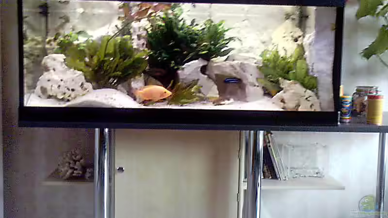 Aquarium Hauptansicht von Becken 1473 Aquarium Hauptansicht von Becken 1473