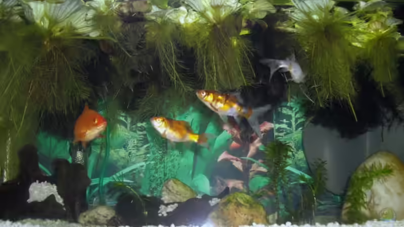 Aquarium Hauptansicht von Becken 14739 Aquarium Hauptansicht von Becken 14739