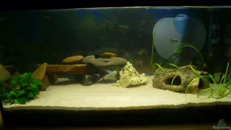 Aquarium Hauptansicht von Becken 14764 Aquarium Hauptansicht von Becken 14764