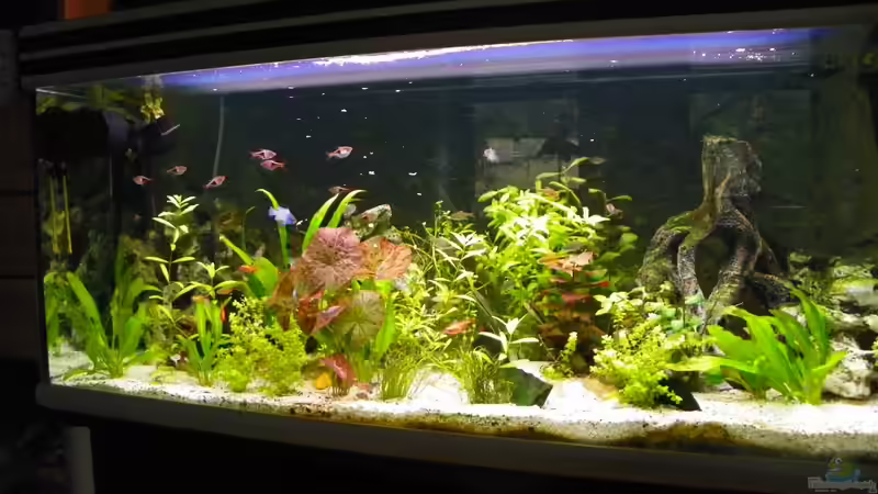 Aquarium Hauptansicht von Becken 14814 Aquarium Hauptansicht von Becken 14814