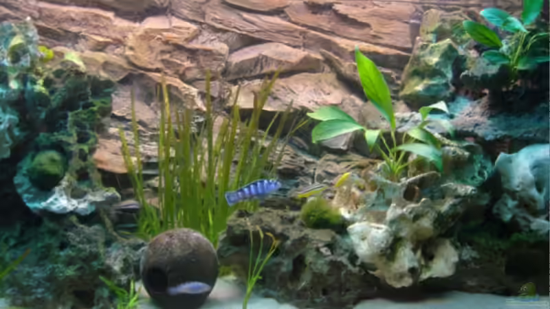 Aquarium Hauptansicht von Becken 1488 Aquarium Hauptansicht von Becken 1488