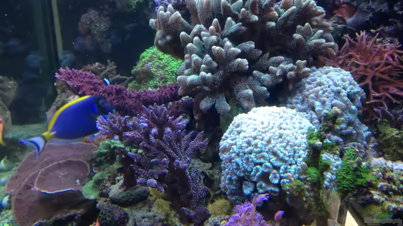 Aquarium Hauptansicht von Becken 14885 Aquarium Hauptansicht von Becken 14885