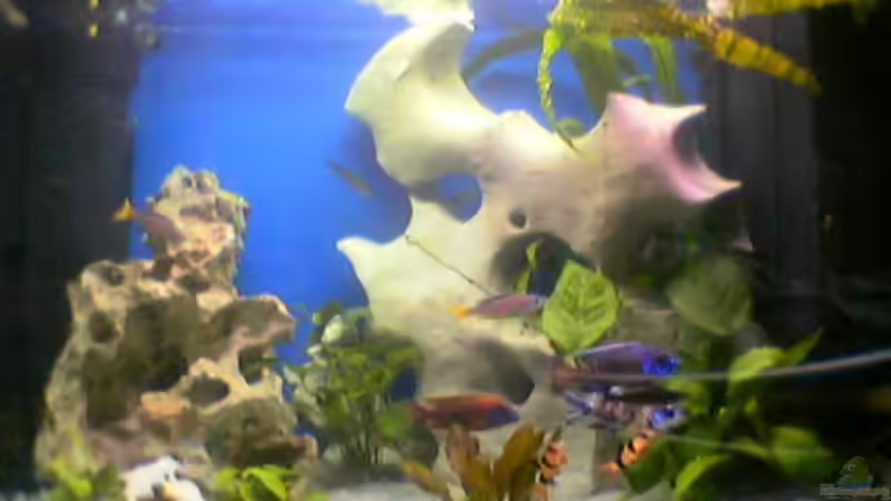 Aquarium Hauptansicht von Becken 149 Aquarium Hauptansicht von Becken 149