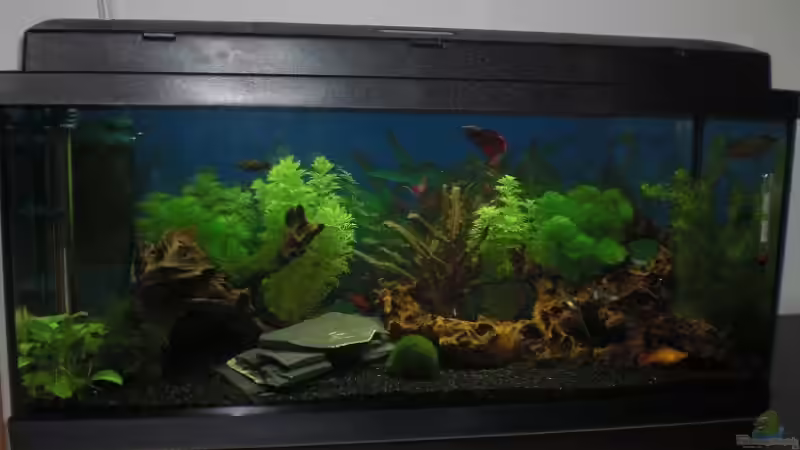 Aquarium Hauptansicht von Becken 14906 Aquarium Hauptansicht von Becken 14906