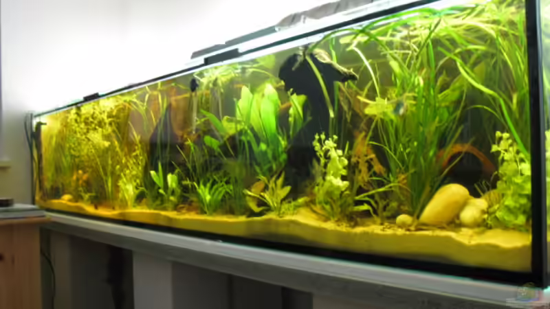 Aquarium Hauptansicht von Becken 14936 Aquarium Hauptansicht von Becken 14936