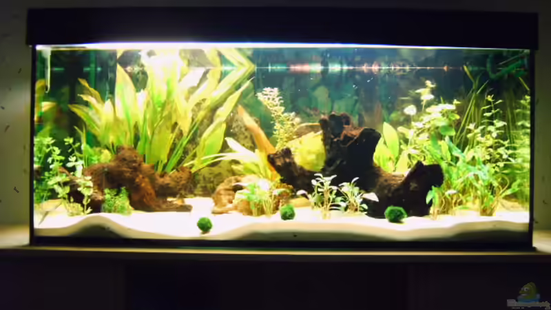 Aquarium Hauptansicht von Becken 1494 Aquarium Hauptansicht von Becken 1494