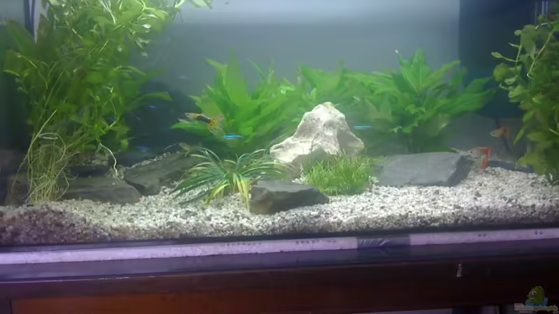 Aquarium Hauptansicht von Becken 14957 Aquarium Hauptansicht von Becken 14957