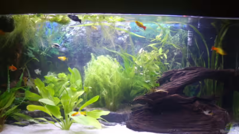 Aquarium Hauptansicht von Becken 14967 Aquarium Hauptansicht von Becken 14967